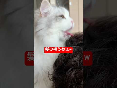 寝てたら髪の毛食べられました… #cat #猫 #子ネコ #猫のいる暮らし #ぽこ太郎