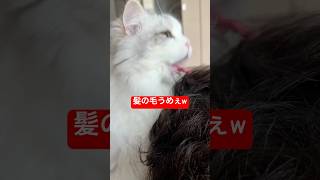 寝てたら髪の毛食べられました… #cat #猫 #子ネコ #猫のいる暮らし #ぽこ太郎