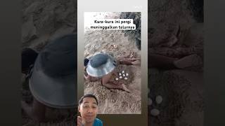 Beginilah cara seekor kura-kura bertelur ! 😱#reaction #faktaunik #funny #kurakura #animals #kocak