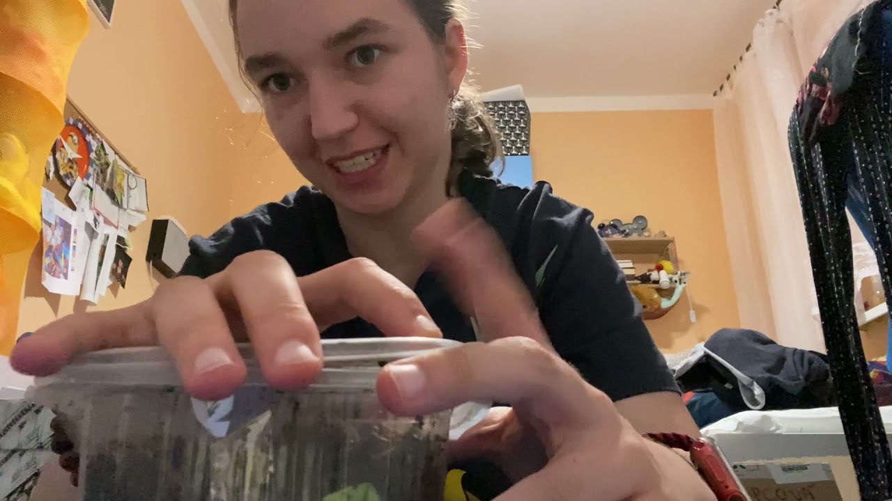 Ceras dautzenbergi Nigeria