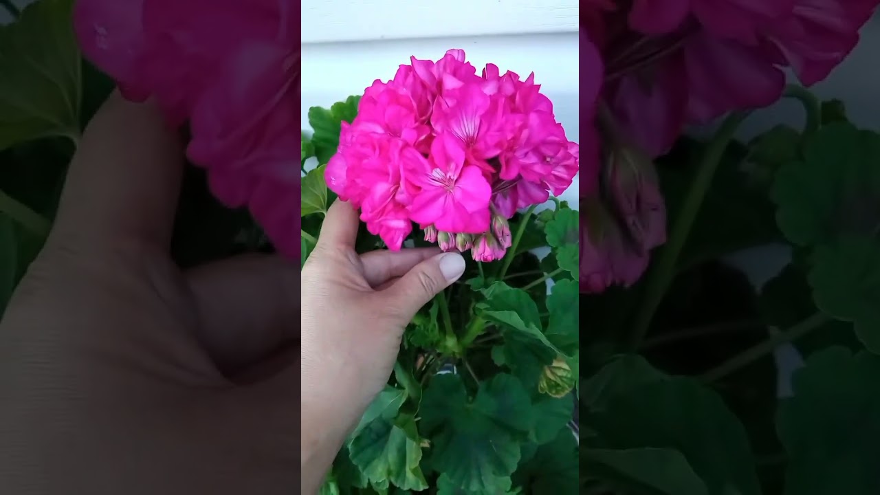 обзор сорта Karl Hagele