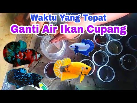 Video: Adakah topang perlu diganti?