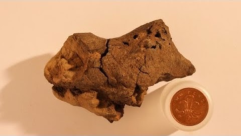 First dinosaur brain fossil found