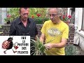 Chaine tv de jardinage carex oshimensis comment faire la culture et division plante vivace