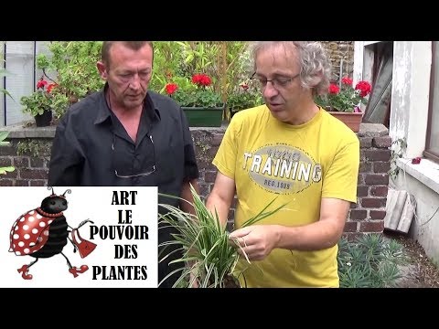 Vidéo: Japanese Sedge Care : Cultiver des carex japonais dans le jardin