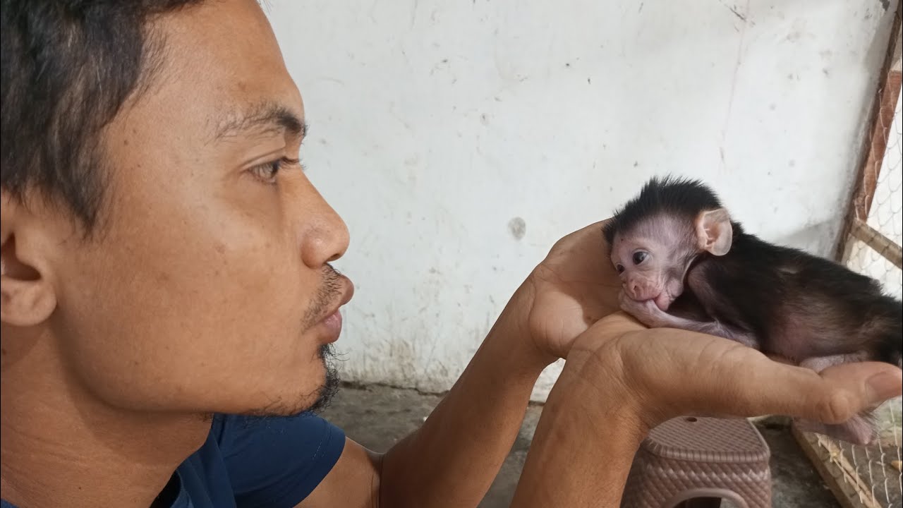 Я стараюсь делать все возможное для обезьян, о которых забочусь, и делаю это от всего сердца 🥰