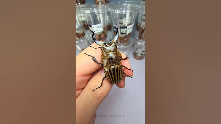 Amazing Animal Growth Journeys! 💀 thumbnail