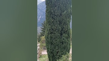 Vusit to Delphi Archeological Site 🇬🇷