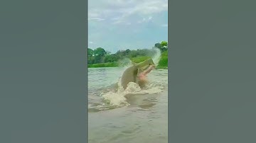 #shorts đam mê câu lure câu cá giải trí #960 #fishing #cauca