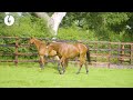 Cross Counter Arrives At Rehoming