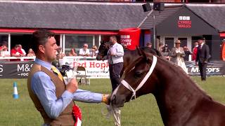 Merlod Cymreig Teip Cob - Pencampwriaeth Ebolion | Welsh Ponies Cob Type - Yearling Championship