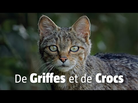 Putar Coutelas, dagues, sabres et croc - L'École des Loisirs