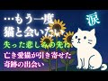 【失った悲しみの先に】亡き愛猫が導いた“奇跡の出会い”