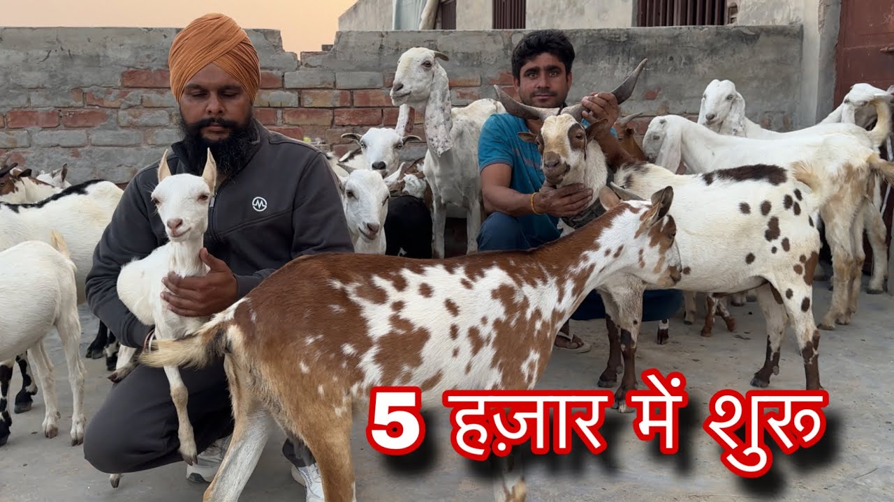 सबसे सस्ता और असली नस्ल में बकरे बकरियां बिकाऊ 