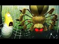 LARVA | Il ragno | 2019 Cartoon | Cartoni per bambini | WildBrain