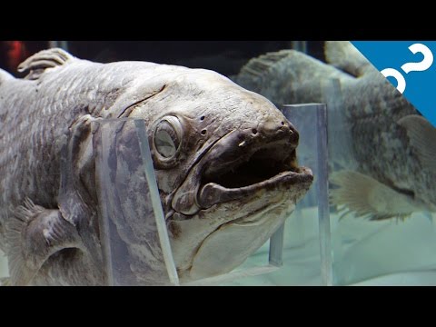 5 Bizarre Facts About the Coelacanth | What the Stuff?!