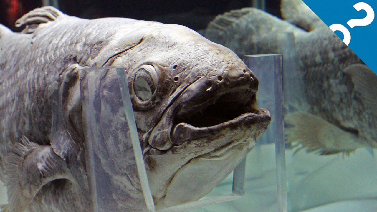 What are coelacanths?