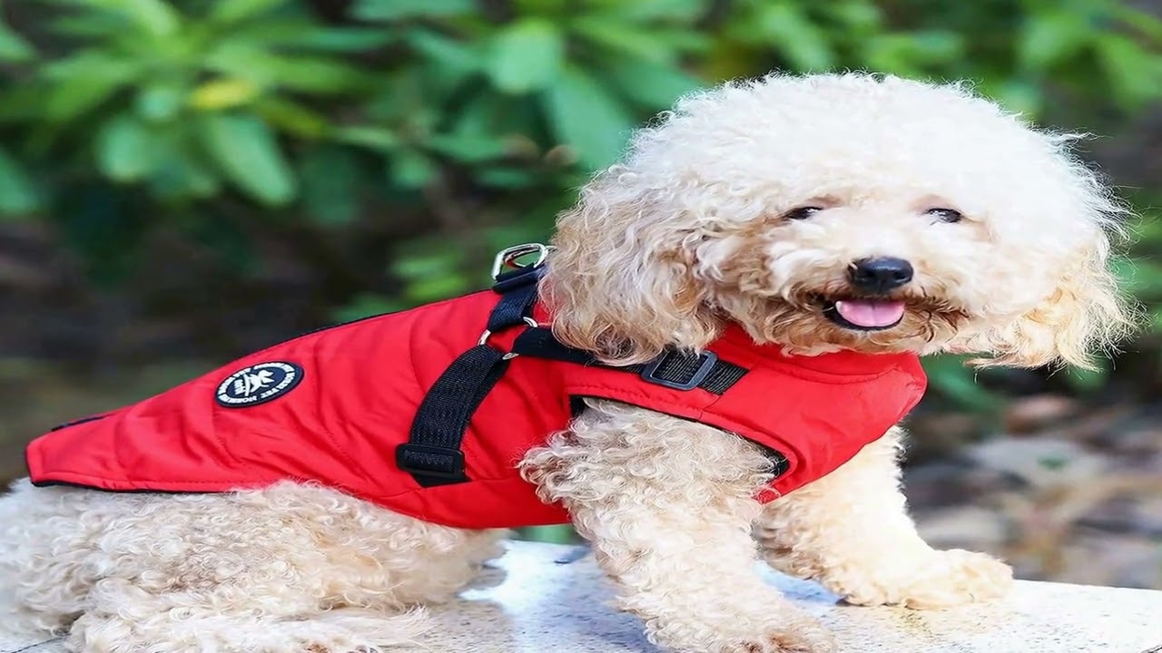 best dog winter coat 2023