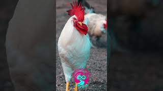 The Rooster And Hen Of The Scenic Ormond Loop