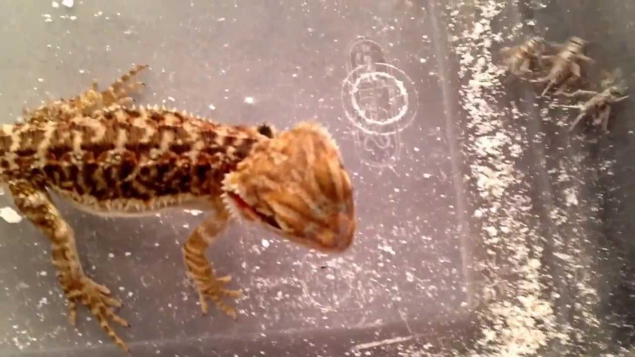 Baby Bearded dragon eating YouTube