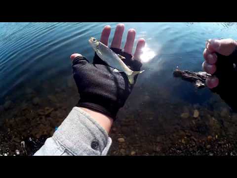 სპინინგით  თევზაობა მშვიდობიან თევზზე