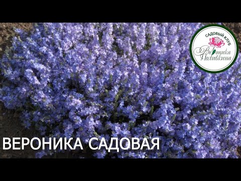 ВЕРОНИКА САДОВАЯ