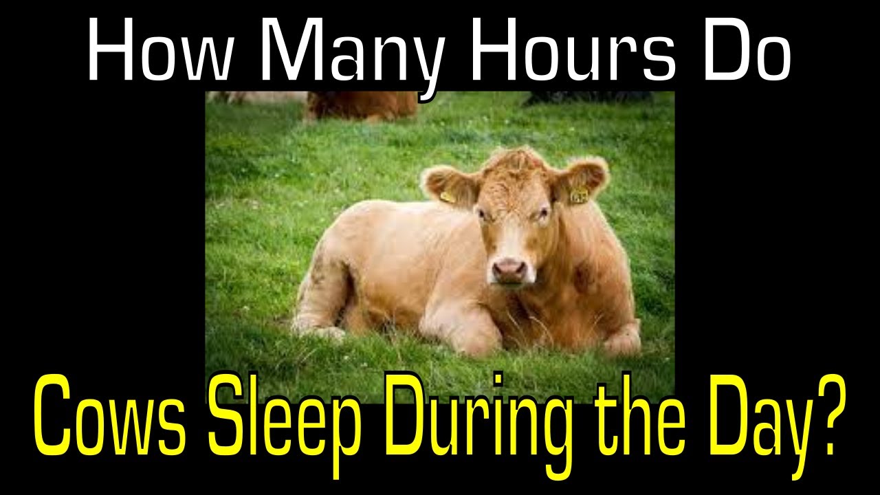 How many hours do cows sleep during the day? [ Cattle Information