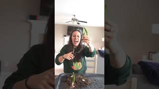 My Snake Plant Needed To Be Rescued Again