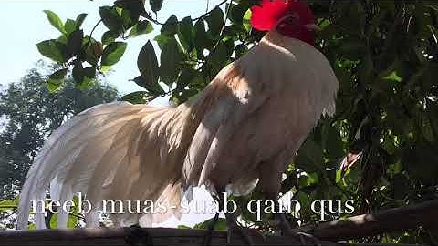 Suab qaib dib (เสียงขาวมงคล)