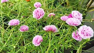 Moss Rose Blooming Process