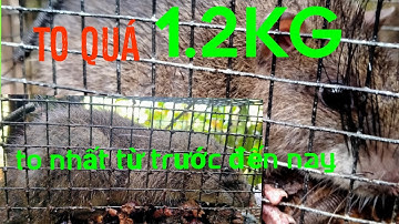 Bẫy chuột cống nhum rừng  |vư vlog