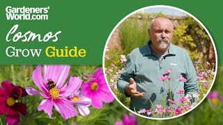 Beautiful cosmos flowers | David