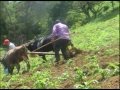 El Campesino Y El Sol/La Dinastia de Tuzantla,Mich