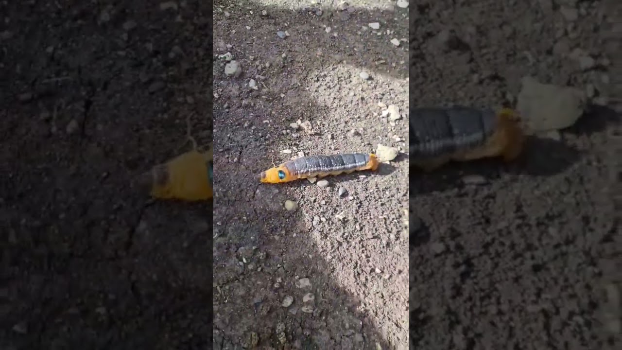 Огромные гусеницы олеандрового бражника!