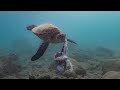 タコを捕食するアオウミガメ　Green turtle preying on an octopus in Yakushima (屋久島)