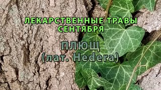 картинка: Лекарственные растения сентября 