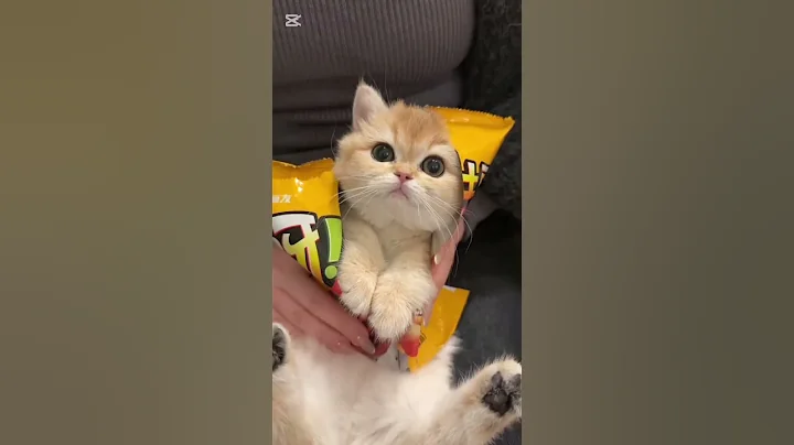 Video 7888321: pet catlover cutecat kitty, cats funnycats catlover, cats catlover funny, cute little kitty