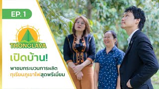 ทองลาวาเปิดบ้าน! พาชมกระบวนการผลิตทุเรียนภูเขาไฟสุดพรีเมี่ยม EP. 1