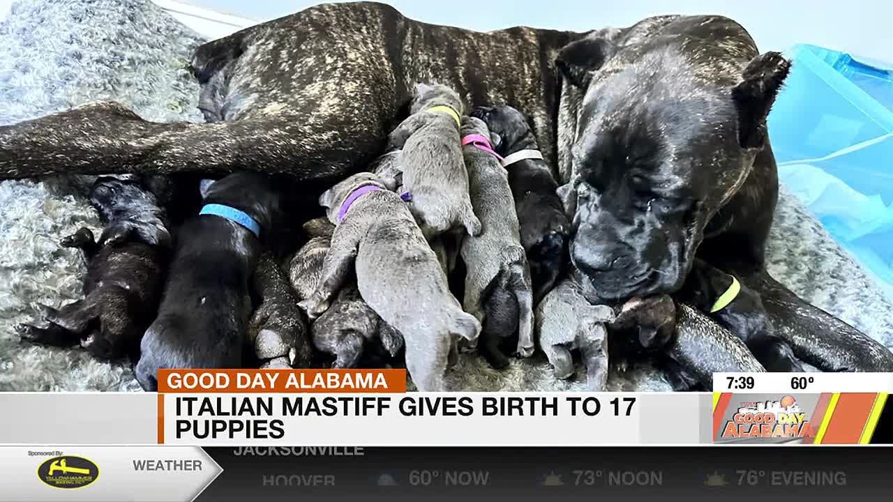 To 17 Italian Mastiff gives birth to 17 puppies - YouTube