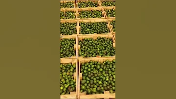 Jimma Abba Jifar Vlog Jimmaa Ethiopia Vlogs 
