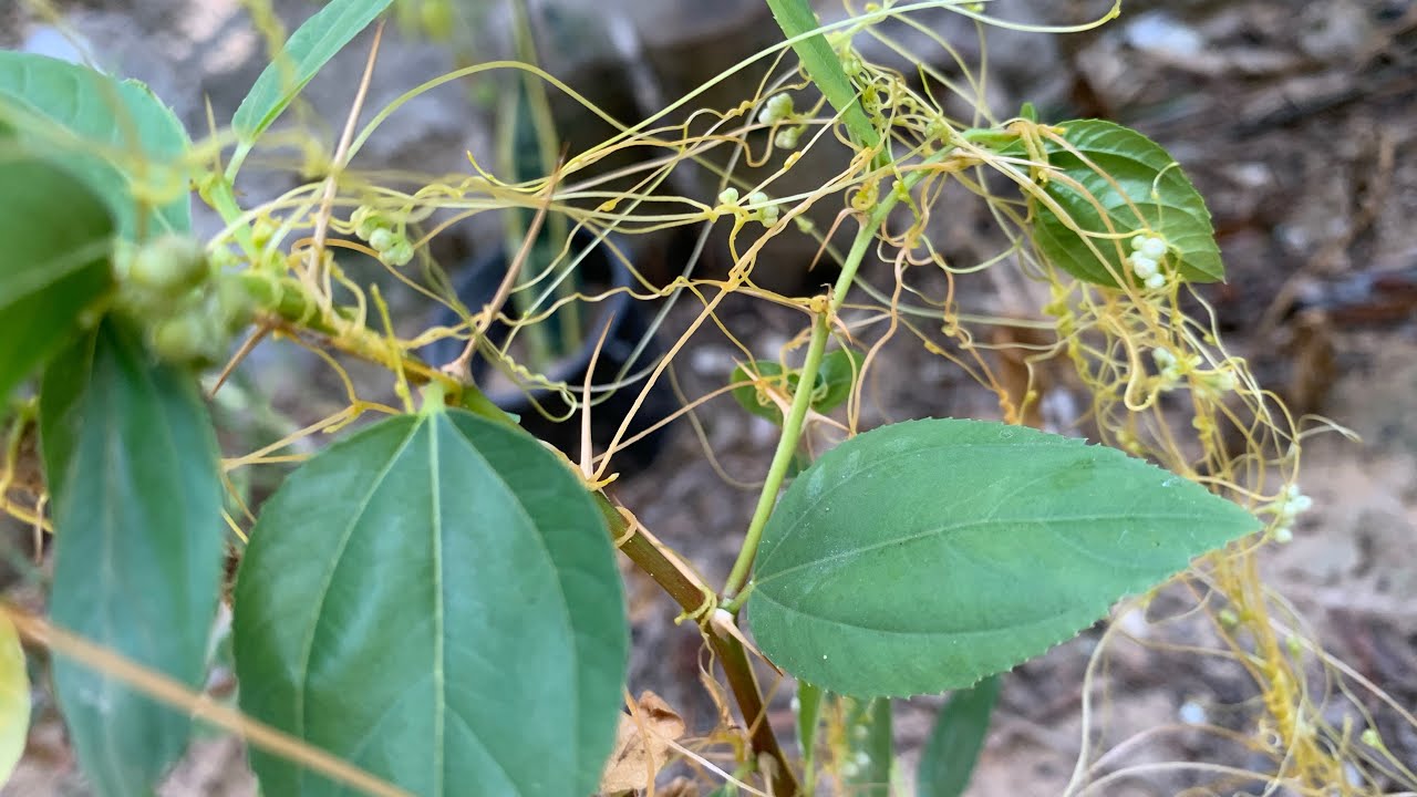 أخطر نبات طفيلي يدمر ويقتل النباتات إذا رأيته اقضي عليه فورًا ⛔️ اذا انتشر قل وداعًا لحديقتك