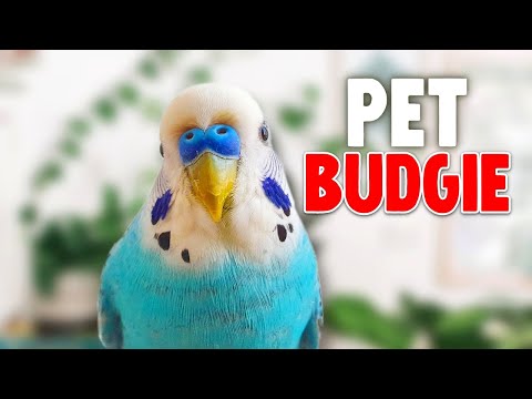 Video: Haruskah Anda Mendapatkan Budgie?