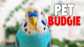 Should You Get a Budgie?