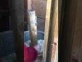 餅つき