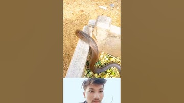 Mahadev status bholenath status mahakal status #status #shivashiva #funnyanimal #mahadev