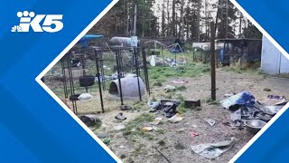 Over 30 dogs seized from Pierce County home suspected of animal cruelty, illegal breeding