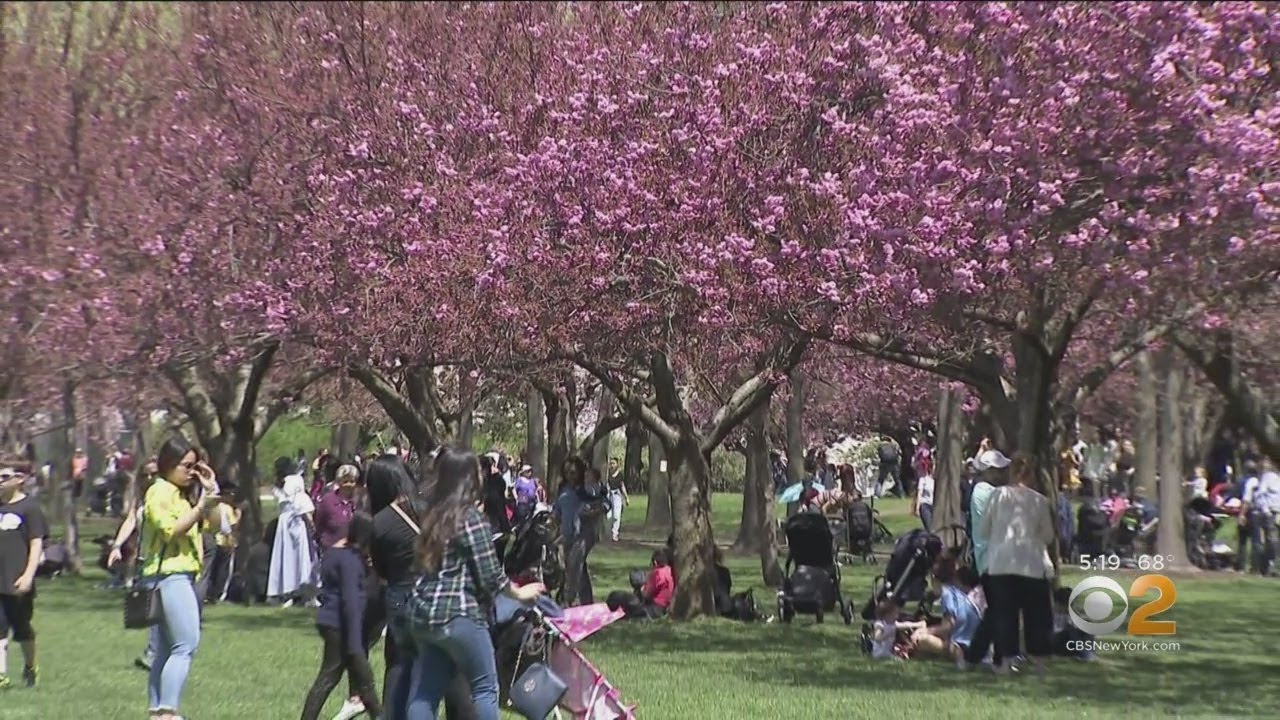 Cherry Blossom Festival Preview