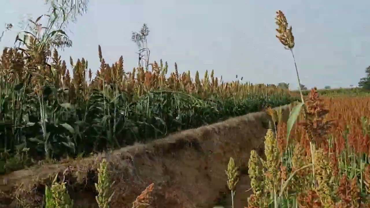 జొన్నలకు వచ్చినం 