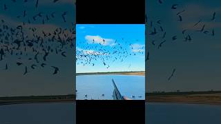 OMG!  Geese Down like rain #охота #goosehunting #chasse #hunting #birds #весенняяохота #wildlife