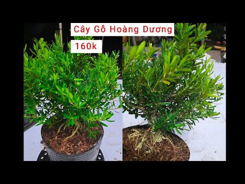 Video: Gỗ Hoàng Dương Kalmia